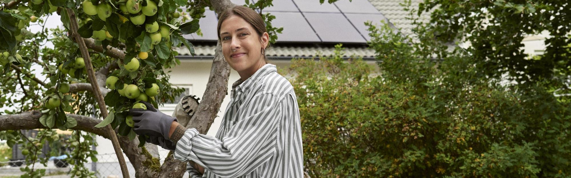 Woman picking apples. Solar panels in the background